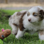 Fluffy Australian Shepherd puppy with blue eye on green grass beside a stuffed horse toy.