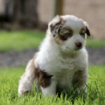 Young fluffy border collie puppy sitting on green grass, white and brown fur with a focused expression.