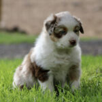 Fluffy brown-and-white puppy sitting on a grassy lawn outdoors. (informative)