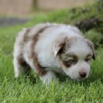 Cute brown and white puppy crouching in green grass outdoors, sniffing the ground.