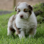 Fluffy brown-and-white puppy with blue eyes standing on green grass in a yard.
