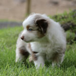 Young Australian Shepherd puppy with brown and white fur sits on green grass, blue eyes looking to the left outdoors.