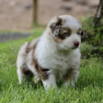 Young Australian Shepherd puppy with white and brown fur standing on green grass outdoors.
