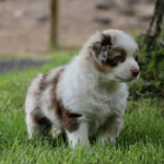 Young Australian Shepherd puppy with white and brown fur standing on grass, looking to the right.
