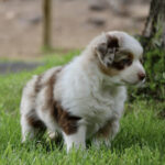 Young brown-and-white Australian Shepherd puppy sitting on green grass outdoors, looking to the right.