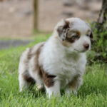 Fluffy brown‑and‑white puppy standing on green grass outdoors, looking to the side.