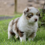 Brown and white puppy standing on green grass outdoors, looking slightly to the side.