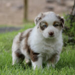 Cute puppy with white and brown fur standing on green grass outdoors, blue eyes looking at the camera.