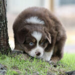 Brown and white puppy crouches on grass beside a tree, blue eyes looking toward the ground, curious expression.
