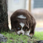 Brown and white fluffy puppy with blue eyes sniffing grass beside a tree in a yard