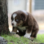 Brown and white puppy with blue eyes near a tree, exploring grassy ground outdoors.