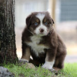 Brown and white puppy with blue eyes sits beside a tree on grass outdoors, looking at the camera.