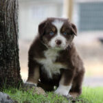 Brown and white puppy with blue eyes sits beside a tree on grass, looking at the camera.