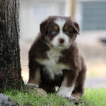Brown and white puppy with blue eyes standing beside a tree on grassy ground outdoors.