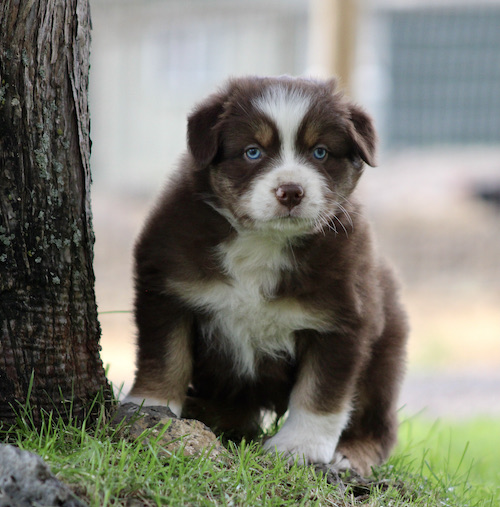 Brown and white puppy with blue eyes standing on grass beside a tree outdoors, looking at the camera.