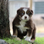 Brown and white puppy with blue eyes sits on grass beside a tree, looking at the camera.