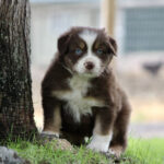 Brown and white puppy with blue eyes sits by a tree on grass outside.