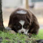 Brown and white puppy crouched in grass by a tree, looking intently ahead.