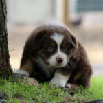 Brown and white puppy with blue eyes peeks from behind a tree on a grassy patch.