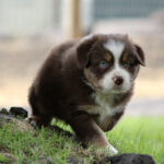Brown and white puppy with blue eyes standing on grass outdoors.