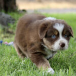 Brown and white puppy with blue eyes walking on green grass, outdoors on a sunny day.
