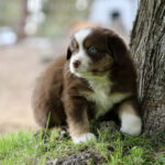 Brown and white puppy with blue eyes sits beside a tree on grassy ground, looking off to the side.
