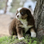 Brown and white puppy with blue eyes sits at the base of a tree on grassy ground outdoors, looking off to the side.