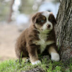 Brown and white puppy with blue eyes sits beside a tree on a grassy patch in a park stance toward the camera.