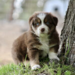 Brown and white puppy with blue eyes sits at the base of a tree on green grass outdoors.