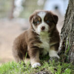 Brown and white puppy with blue eyes sitting beside a tree on grass.