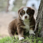 Brown and white puppy sitting on grass next to a tree, looking at the camera. (informative)