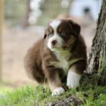 Brown and white puppy with blue eyes sits by a tree on grass, looking at the camera.