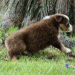 Brown and white puppy crouches on green grass near a tree, looking to the right, exploring outdoors.