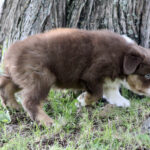 Brown and white puppy sniffing the grass beside a tree outdoors.