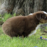Brown and white puppy sitting on grass beside a tree, facing right.
