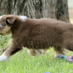 Brown and white puppy trotting across a grassy yard with a colorful rope toy nearby and a tree behind it