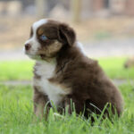 Brown and white Australian Shepherd puppy sitting in green grass outdoors, blue eye visible on the side profile