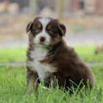 Brown and white puppy with blue eyes sitting in green grass, looking at the camera.