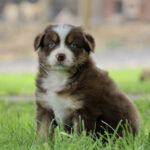 Brown and white puppy sitting on grass, looking at the camera with blue eyes.