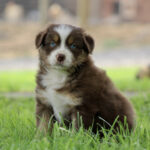 Brown and white puppy sitting in green grass, looking at the camera with blue eyes.