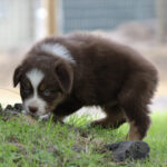 Brown and white puppy with blue eyes sniffing grass beside a tree outdoors.