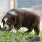 Brown and white puppy with blue eyes sniffing grass near a tree outdoors of a yard setting.
