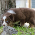 Brown and white puppy with blue eyes sniffing grass near a tree trunk.