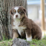 Brown and white puppy with striking blue eyes sitting at the base of a tree on grass in a yard.