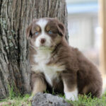Brown and white puppy sits on grass beside a tree, looking at the camera.