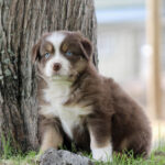 Brown and white puppy with blue eyes sits beside a tree on grass, looking at the camera.
