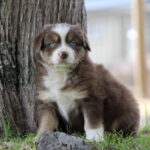 Brown and white puppy with blue eyes sits at the base of a tree on a grassy yard.