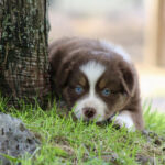 Brown and white puppy with blue eyes lying in short green grass beside a tree, looking at the camera.