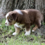 Brown and white puppy standing on grass beside a tree, looking to the left.