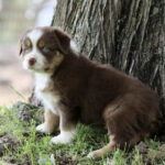 Brown and white puppy sitting on grass beside a tree trunk, looking toward the camera with blue eyes.